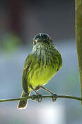 Spotted Tody-Flycatcher