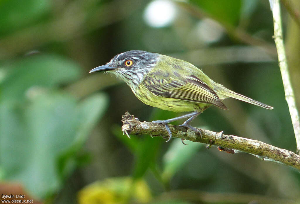 Spotted Tody-Flycatcheradult, identification