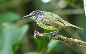 Spotted Tody-Flycatcher