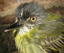 Spotted Tody-Flycatcher