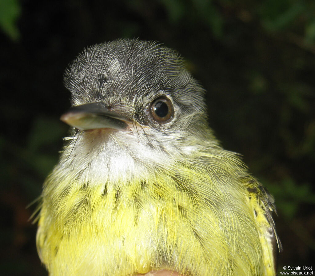 Spotted Tody-Flycatcherimmature