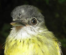 Spotted Tody-Flycatcher