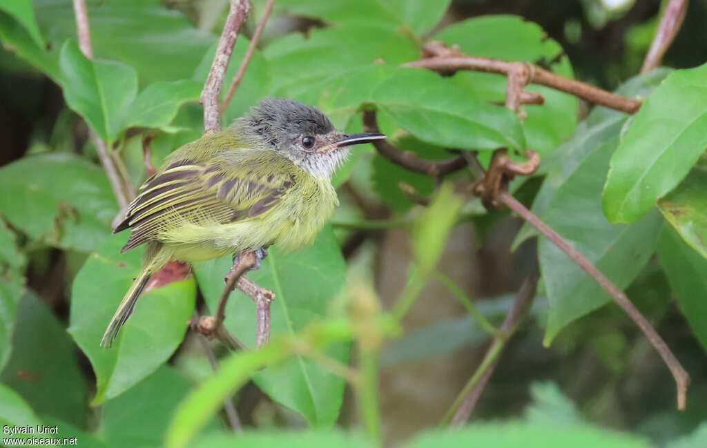 Todirostre tachetéjuvénile, identification