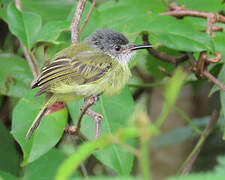 Spotted Tody-Flycatcher