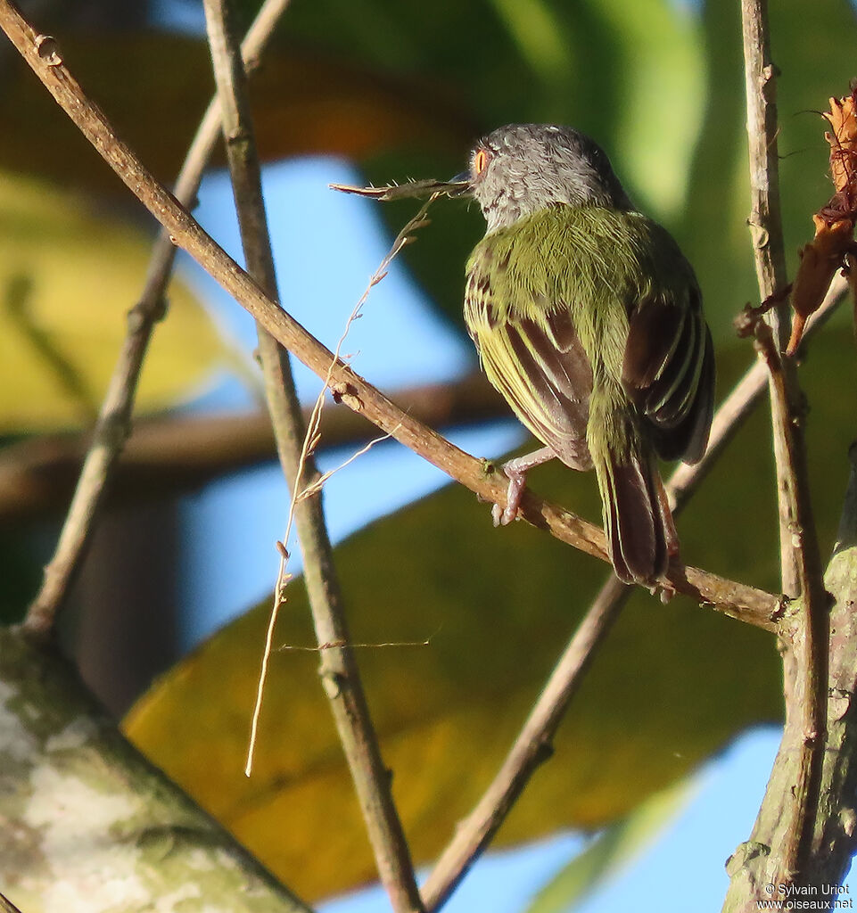 Spotted Tody-Flycatcheradult, Reproduction-nesting