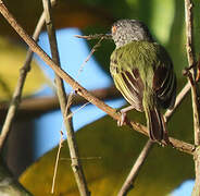 Spotted Tody-Flycatcher