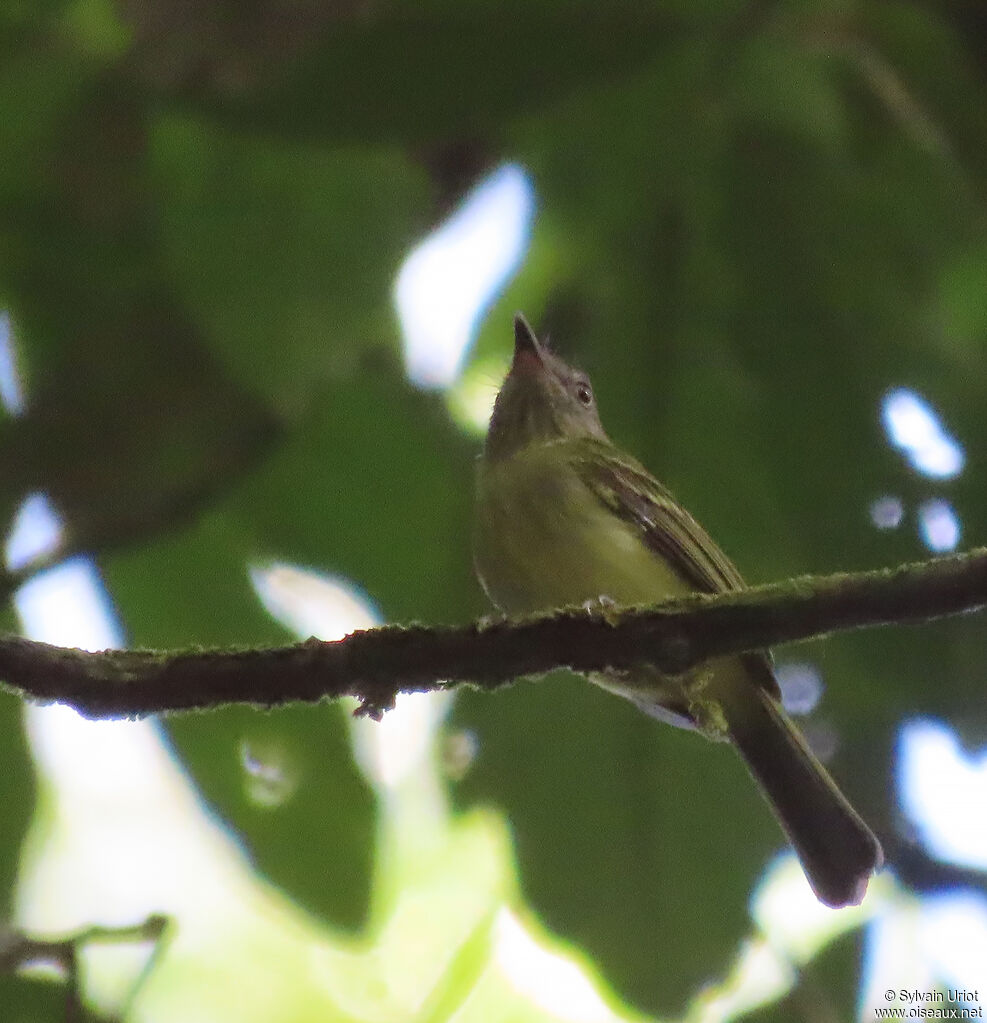 White-eyed Tody-Tyrantadult