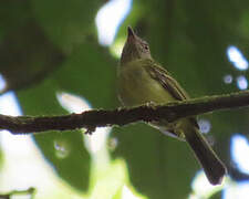 White-eyed Tody-Tyrant