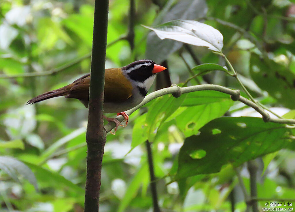 Orange-billed Sparrowadult