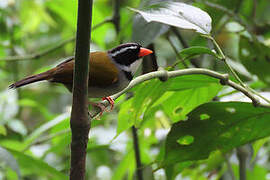 Orange-billed Sparrow