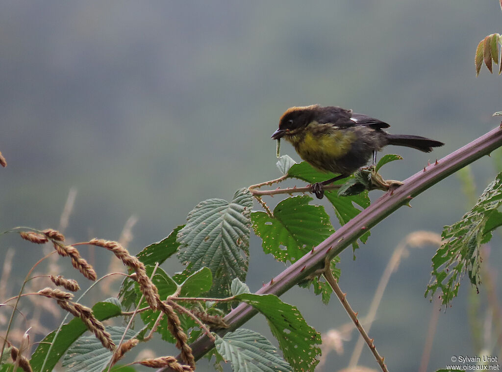 Yellow-breasted Brushfinchadult