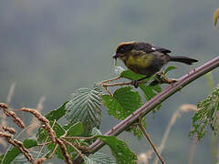 Yellow-breasted Brushfinch