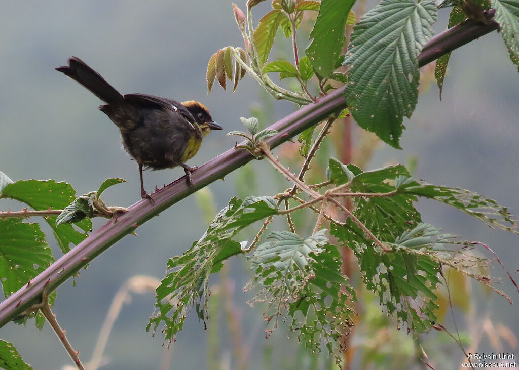 Yellow-breasted Brushfinchadult