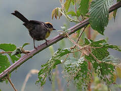 Yellow-breasted Brushfinch