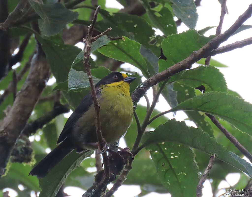 Pale-naped Brushfinchadult