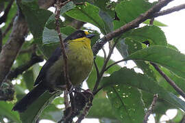 Pale-naped Brushfinch