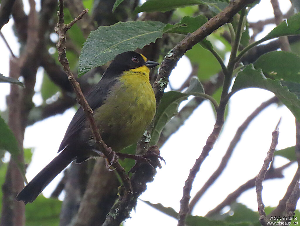 Pale-naped Brushfinchadult