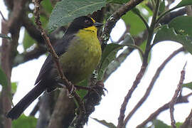 Pale-naped Brushfinch