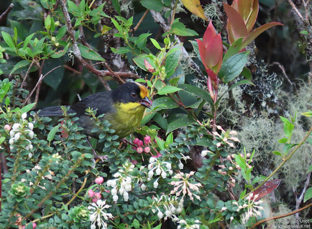 Pale-naped Brushfinchadult