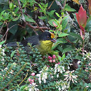 Pale-naped Brushfinch