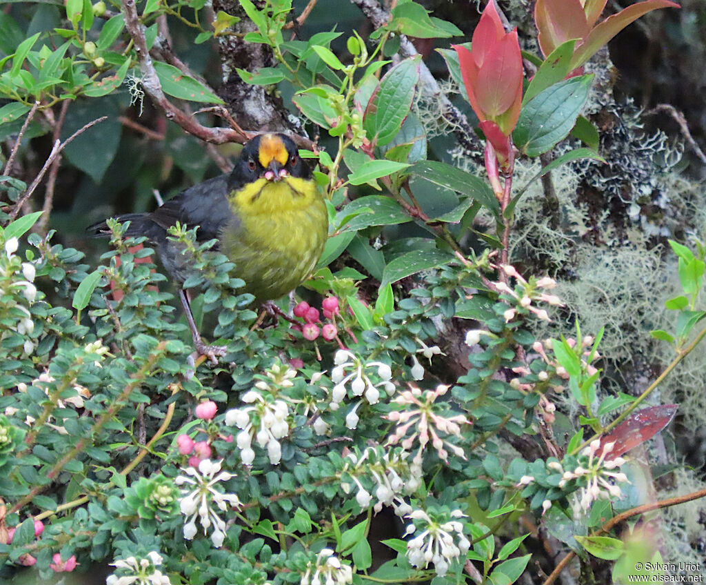 Pale-naped Brushfinchadult