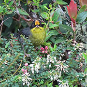 Pale-naped Brushfinch