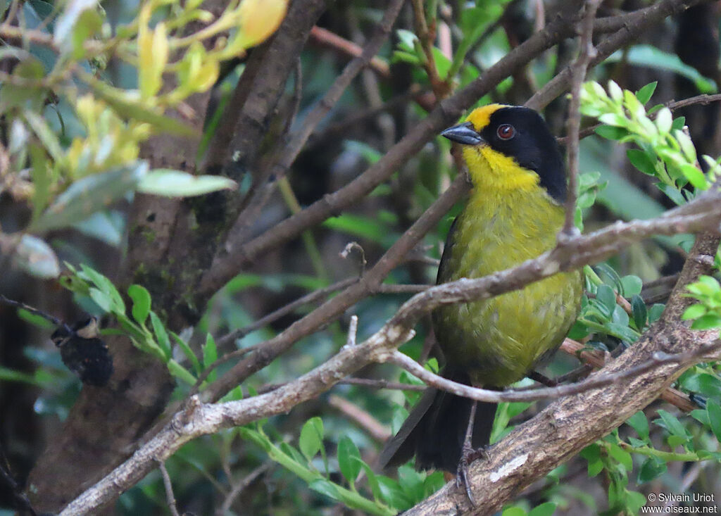 Pale-naped Brushfinchadult