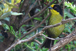 Pale-naped Brushfinch