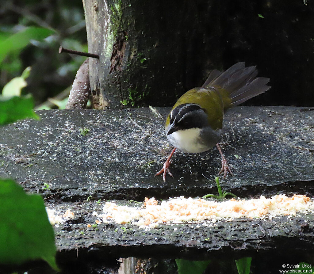 Grey-browed Brushfinchadult