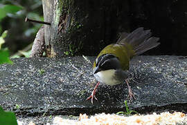 Grey-browed Brushfinch