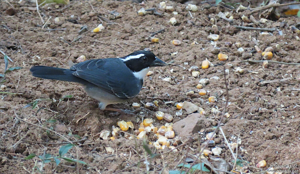 Black-capped Sparrow