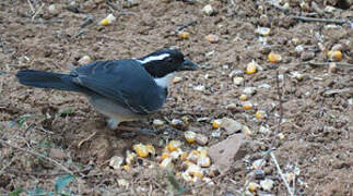 Black-capped Sparrow