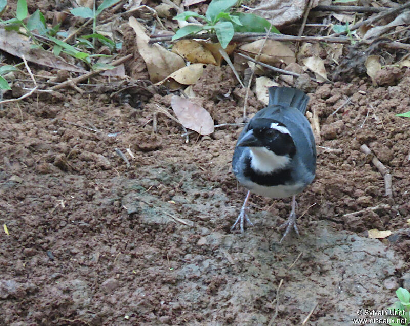 Black-capped Sparrow