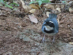 Black-capped Sparrow