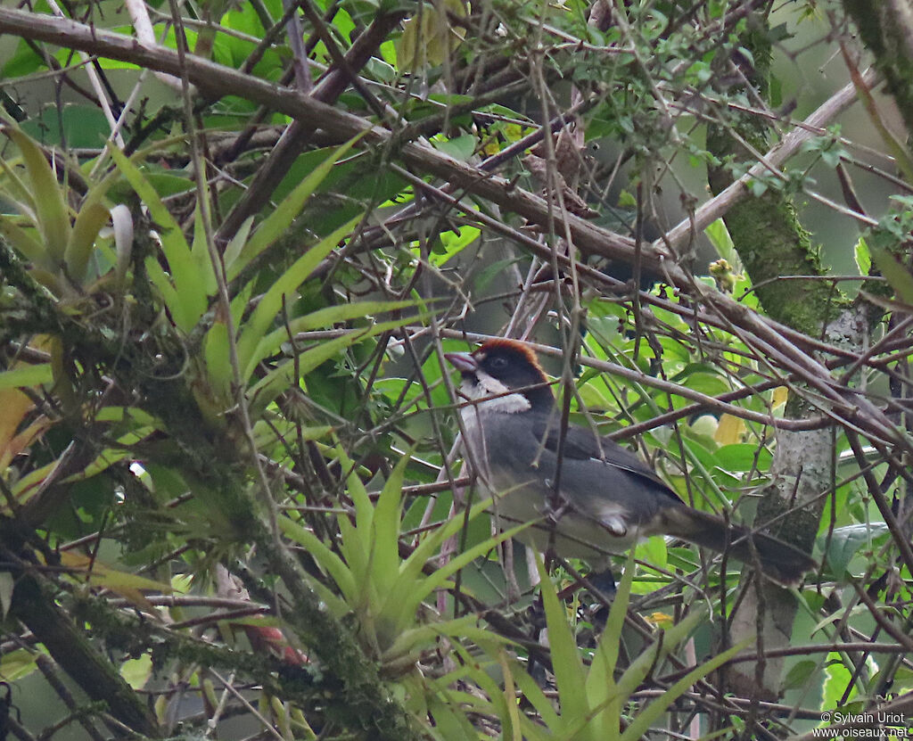 Bay-crowned Brushfinch