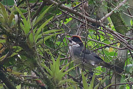 Bay-crowned Brushfinch