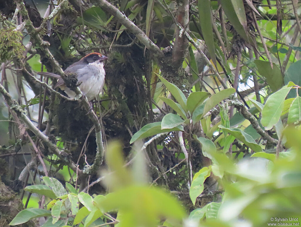 Bay-crowned Brushfinch