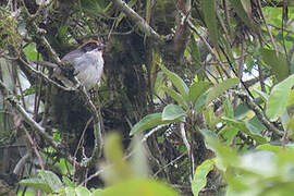 Bay-crowned Brushfinch