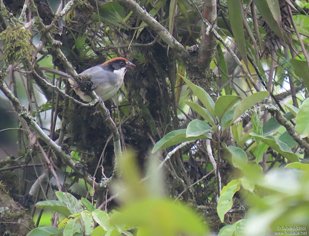 Bay-crowned Brushfinch