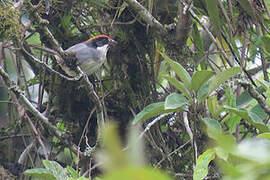 Bay-crowned Brushfinch