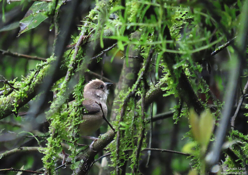 Pale-headed Brushfinchadult