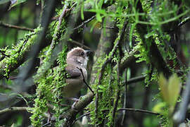 Pale-headed Brushfinch