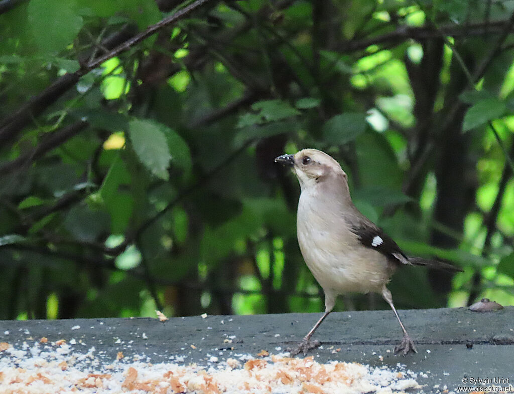 Pale-headed Brushfinch