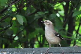 Pale-headed Brushfinch