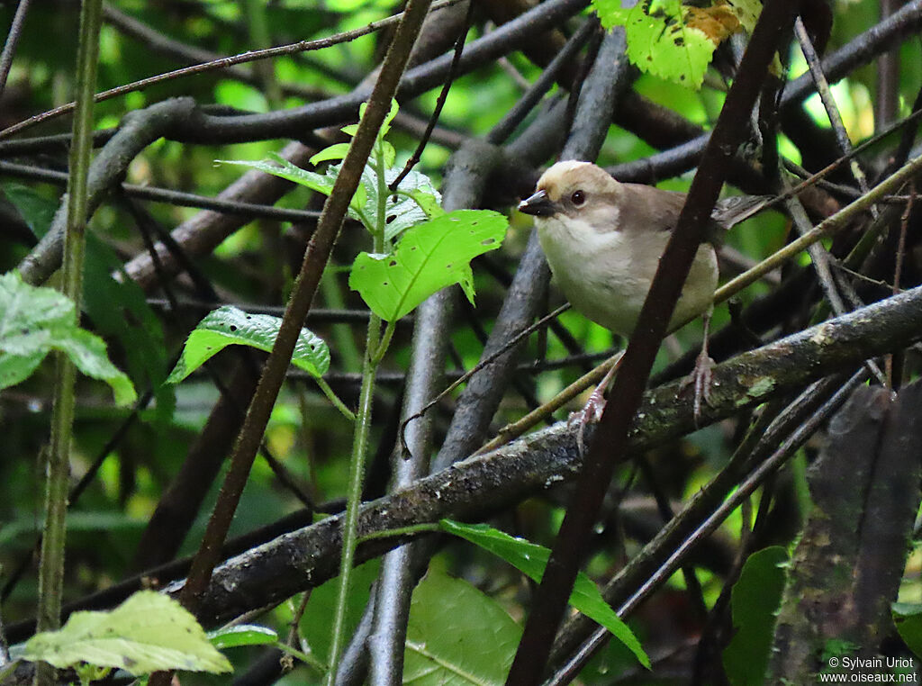 Pale-headed Brushfinchadult