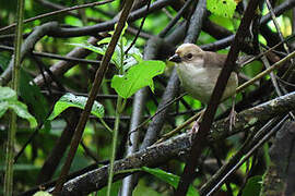 Pale-headed Brushfinch