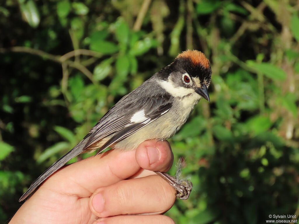 White-winged Brushfinchadult