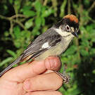 Tohi leucoptère
