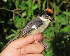 White-winged Brushfinch