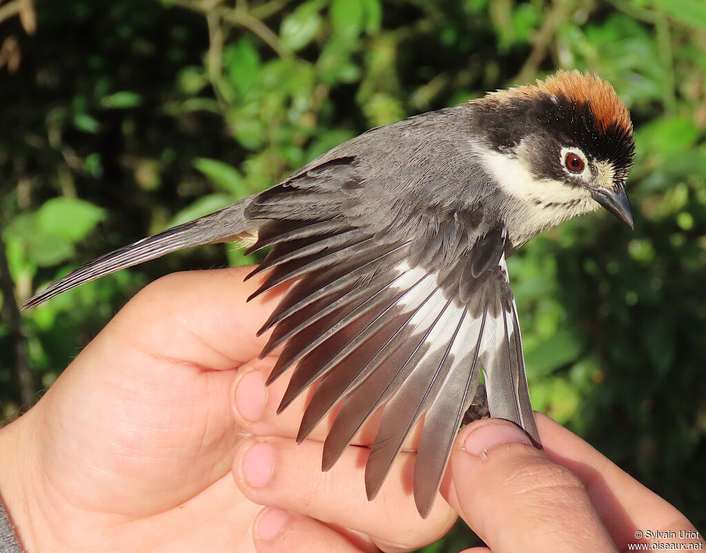 White-winged Brushfinchadult